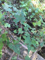 Vitis palmata