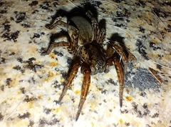 Arctosa villica