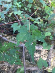 Vitis palmata