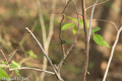 Pseudothyris sepulchralis
