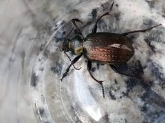 Calosoma argentinense