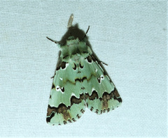 Pansemna beryllodes