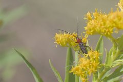 Stenosphenus dolosus