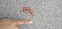 Cormocephalus
