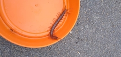 Cormocephalus