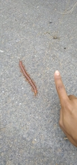 Cormocephalus