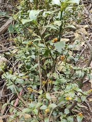 Palicourea boqueronensis