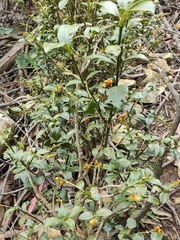 Palicourea boqueronensis
