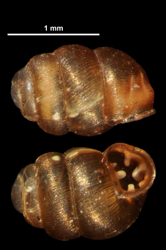 Striated Whorl Snail