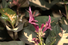 Graptophyllum pictum