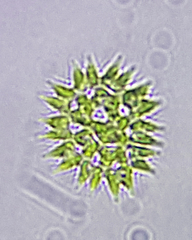 Pediastrum duplex