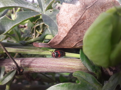 Astylus cyanerythrus
