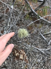 Usnea australis