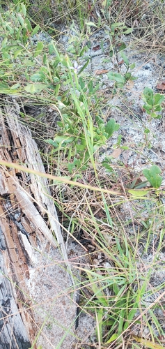 Sisyrinchium xerophyllum image