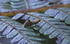 Sabatinca chalcophanes