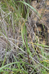 Calochortus tiburonensis