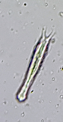 Gastrotricha