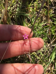 Centaurium pulchellum