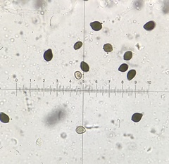 Panaeolus fraxinophilus