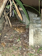 Rhinella marina