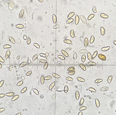 Cortinarius compressus