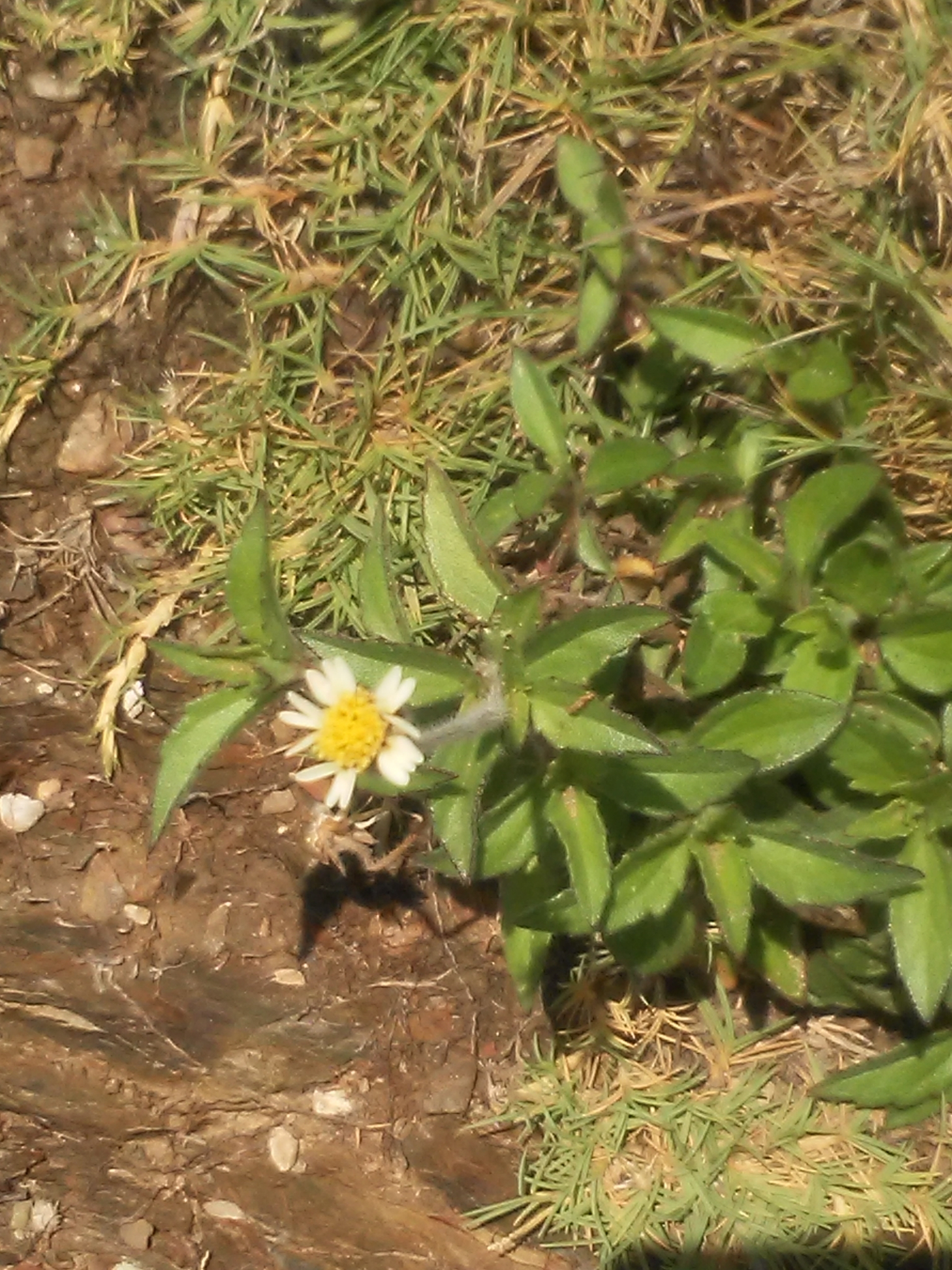 Tridax procumbens