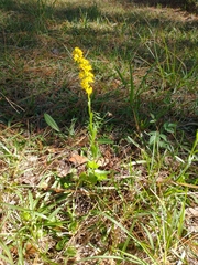 Solidago virgata
