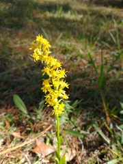Solidago virgata
