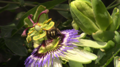 Xylocopa artifex