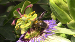 Xylocopa artifex