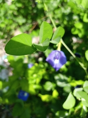 Clitoria ternatea