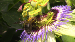 Xylocopa artifex