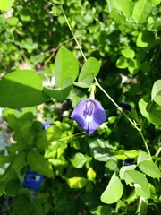 Clitoria ternatea