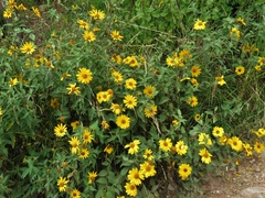 Aldama helianthoides