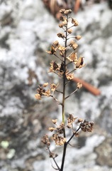 Veratrum parviflorum