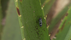 Balacha melanocephala