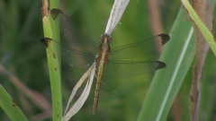 Erythrodiplax atroterminata
