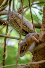 Thomas's Rope Squirrel photo 3