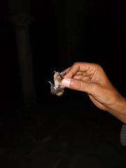 Myotis auriculus