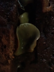 Chlorosplenium chlora