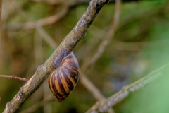 Archachatina marginata