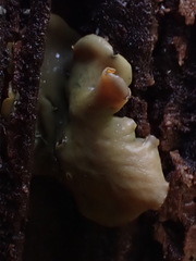 Chlorosplenium chlora