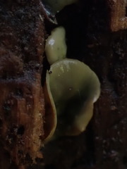 Chlorosplenium chlora