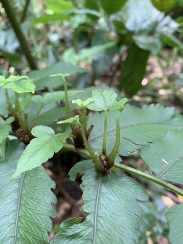 Diplazium proliferum
