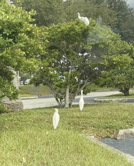 Bubulcus ibis image