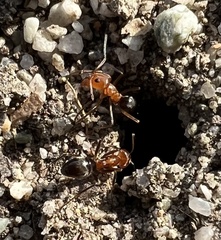 Dorymyrmex bicolor