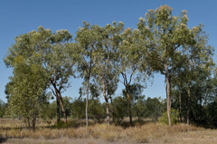 Corymbia terminalis