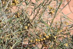 Acanthocarpus verticillatus