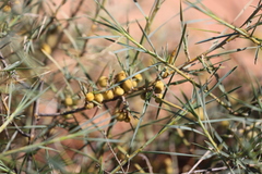 Acanthocarpus verticillatus