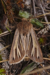 Ichneutica ceraunias